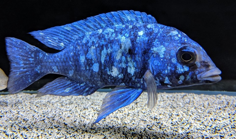 Placidochromis sp. 'phenochilus tanzania'